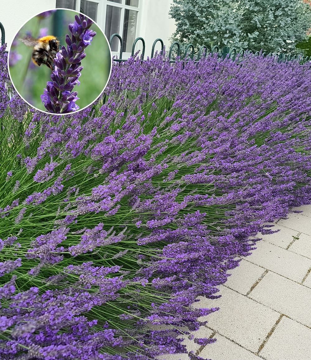 BALDUR Garten Staude Lavendel 'Phenomenal®', 9 St., Duftlavendel, robust,winterhart, mehrjährig, pflegeleicht