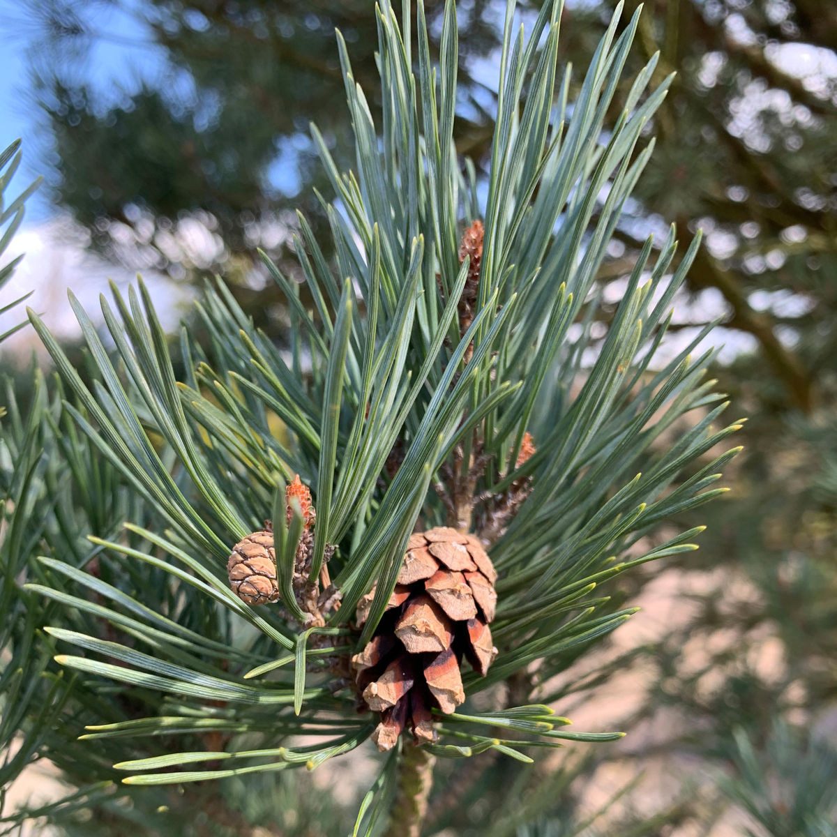 Garten von Ehren Konifere Pinus sylvestris Watereri, Containerware, 30-40 cm hoch