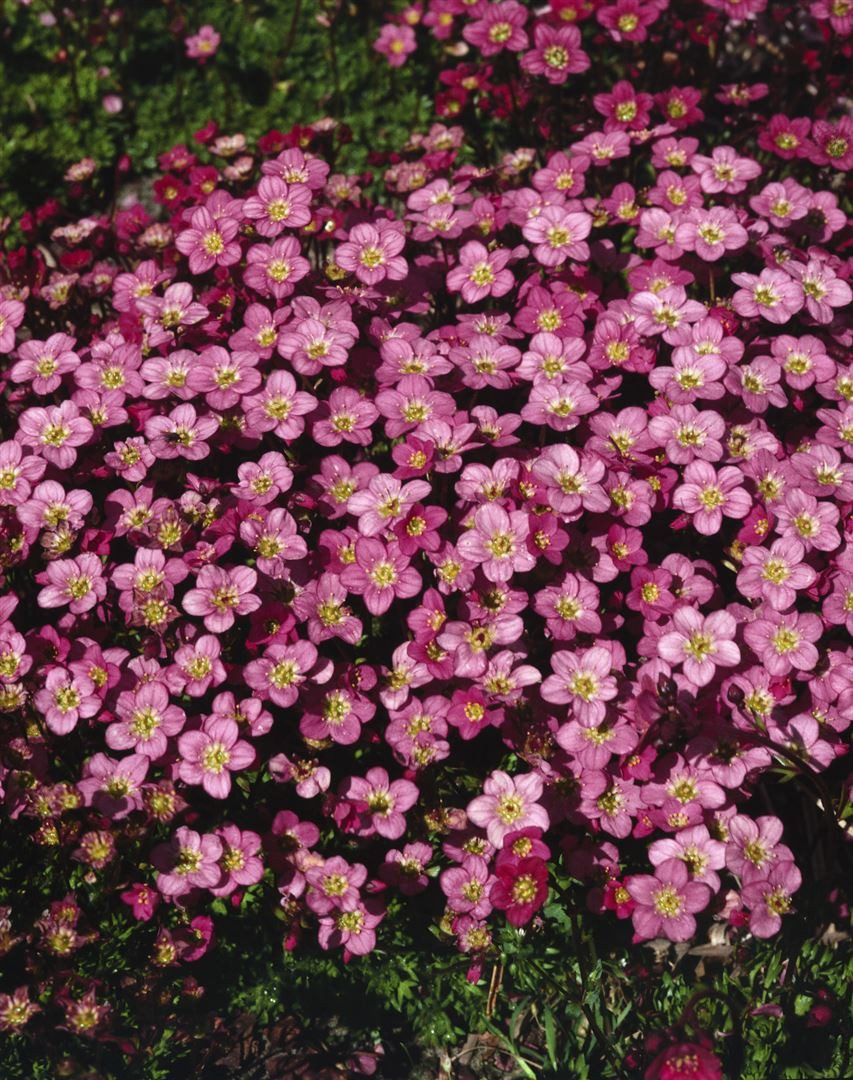 Pflanzen für Dich Staude Saxifraga arendsii Ingeborg, 1 St., Moos-Steinbrech, Polster-Steinbrech