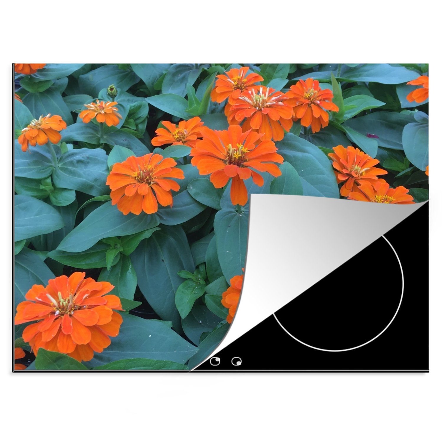 MuchoWow Herdblende-/Abdeckplatte Orangefarbene Zinnienblüten mit grünen Blättern, Vinyl, (1 tlg), 70x52 cm, Mobile Arbeitsfläche nutzbar, Ceranfeldabdeckung