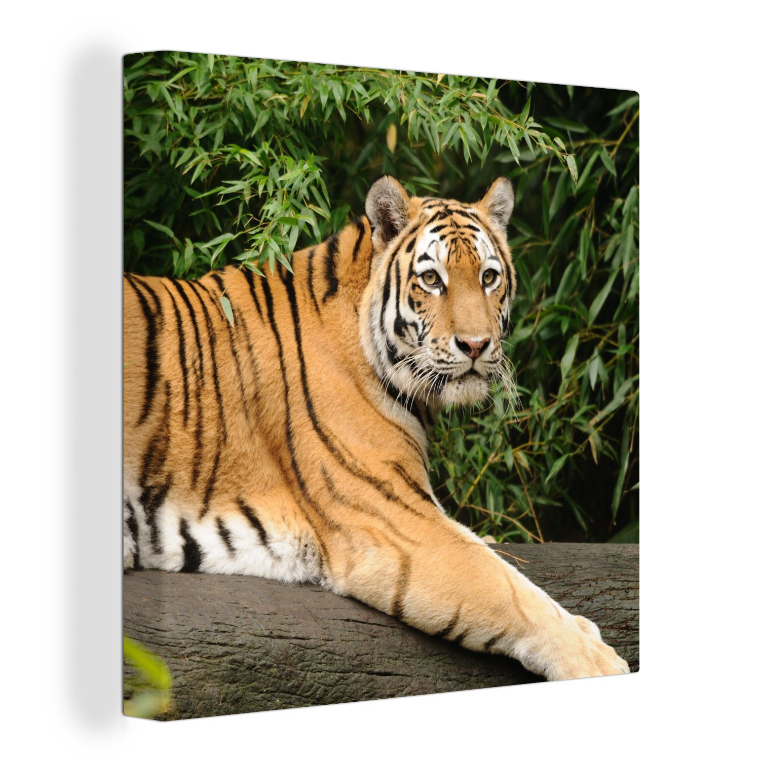 OneMillionCanvasses® Leinwandbild Tiger - Baum - Blätter, (1 St), Leinwand Bilder für Wohnzimmer Schlafzimmer