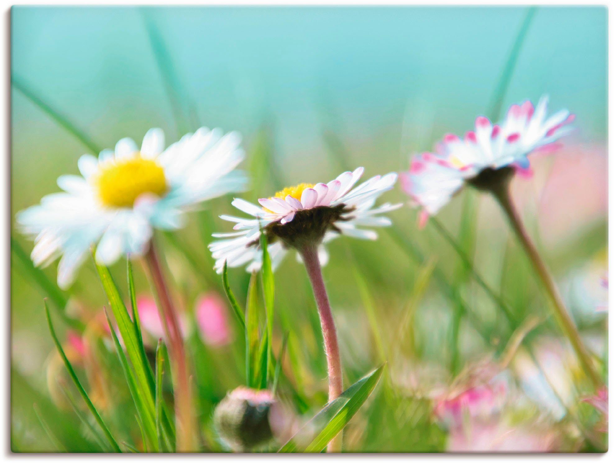 Artland Leinwandbild Gänseblümchen Romantik, Blumen (1 St), auf Holzrahmen gespannt