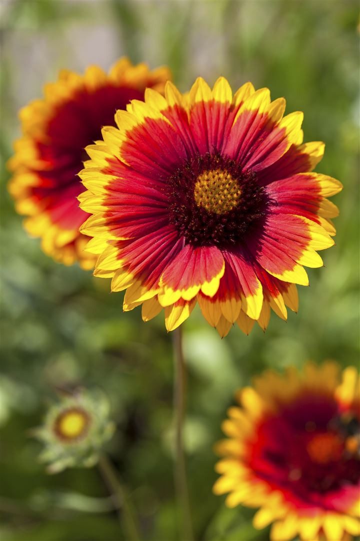 Pflanzen für Dich Staude Gaillardia grand. Kobold, 1 St., Kokardenblume
