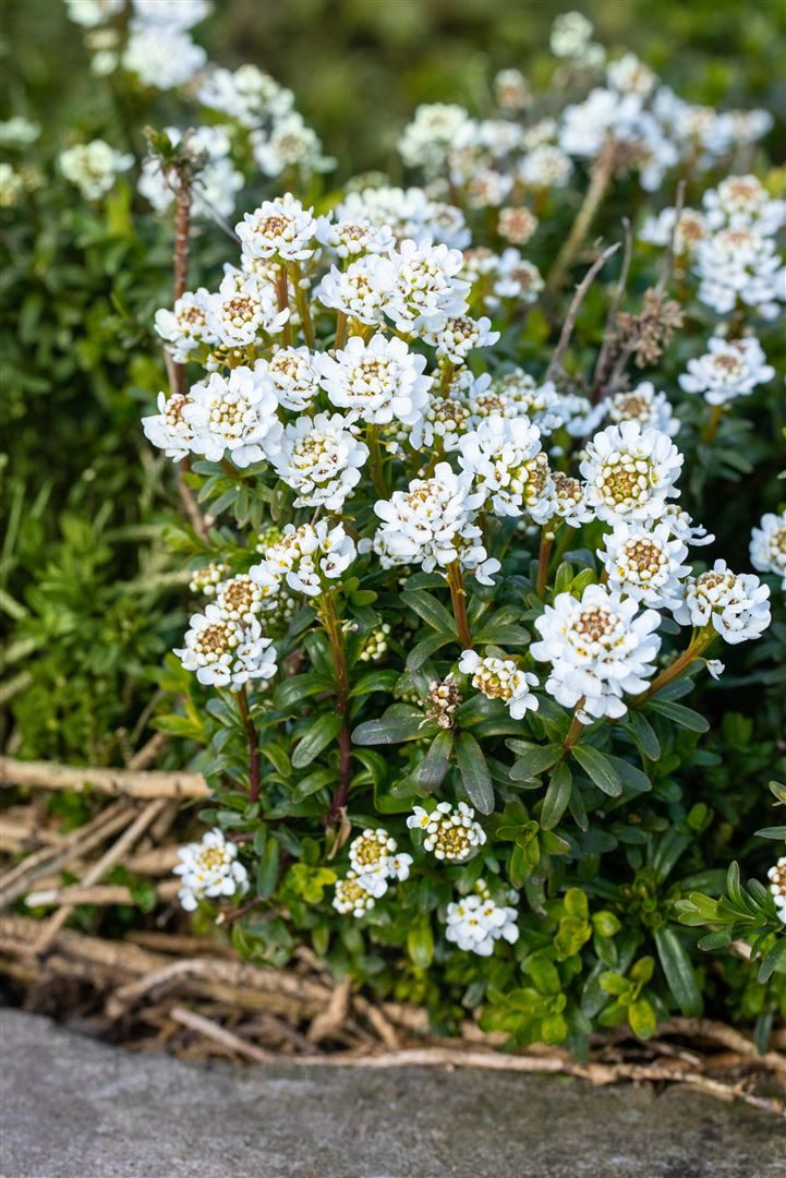 Pflanzen für Dich Staude Iberis semp. Zwergschneeflocke, 1 St., Schleifenblume, Immergrüne Schleifenblume