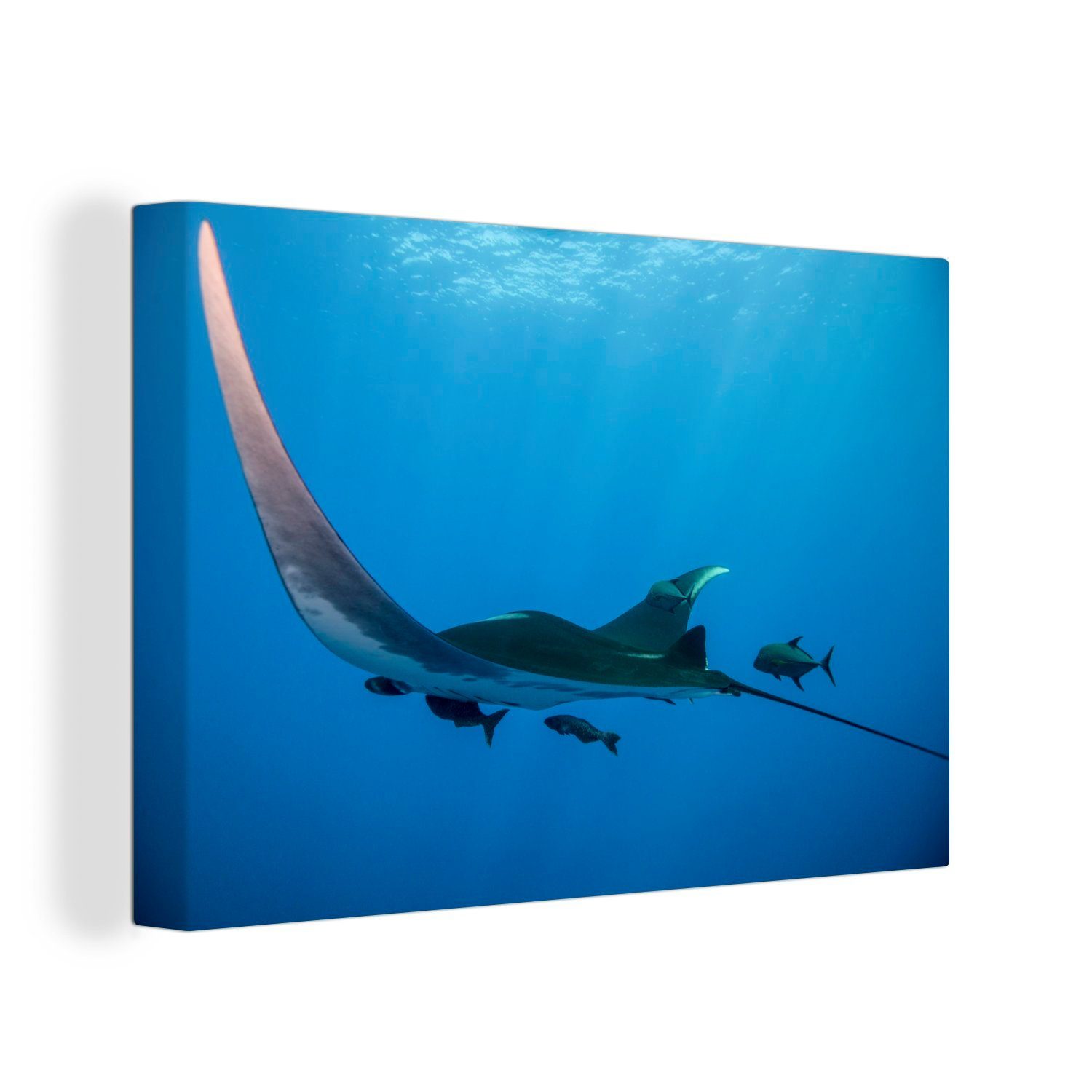 OneMillionCanvasses® Leinwandbild Ein schwimmender Rochen, (1 St), Wandbild Leinwandbilder, Aufhängefertig, Wanddeko, 30x20 cm