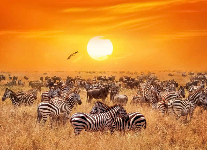 Papermoon Fototapete African Antelopes and Zebras, glatt