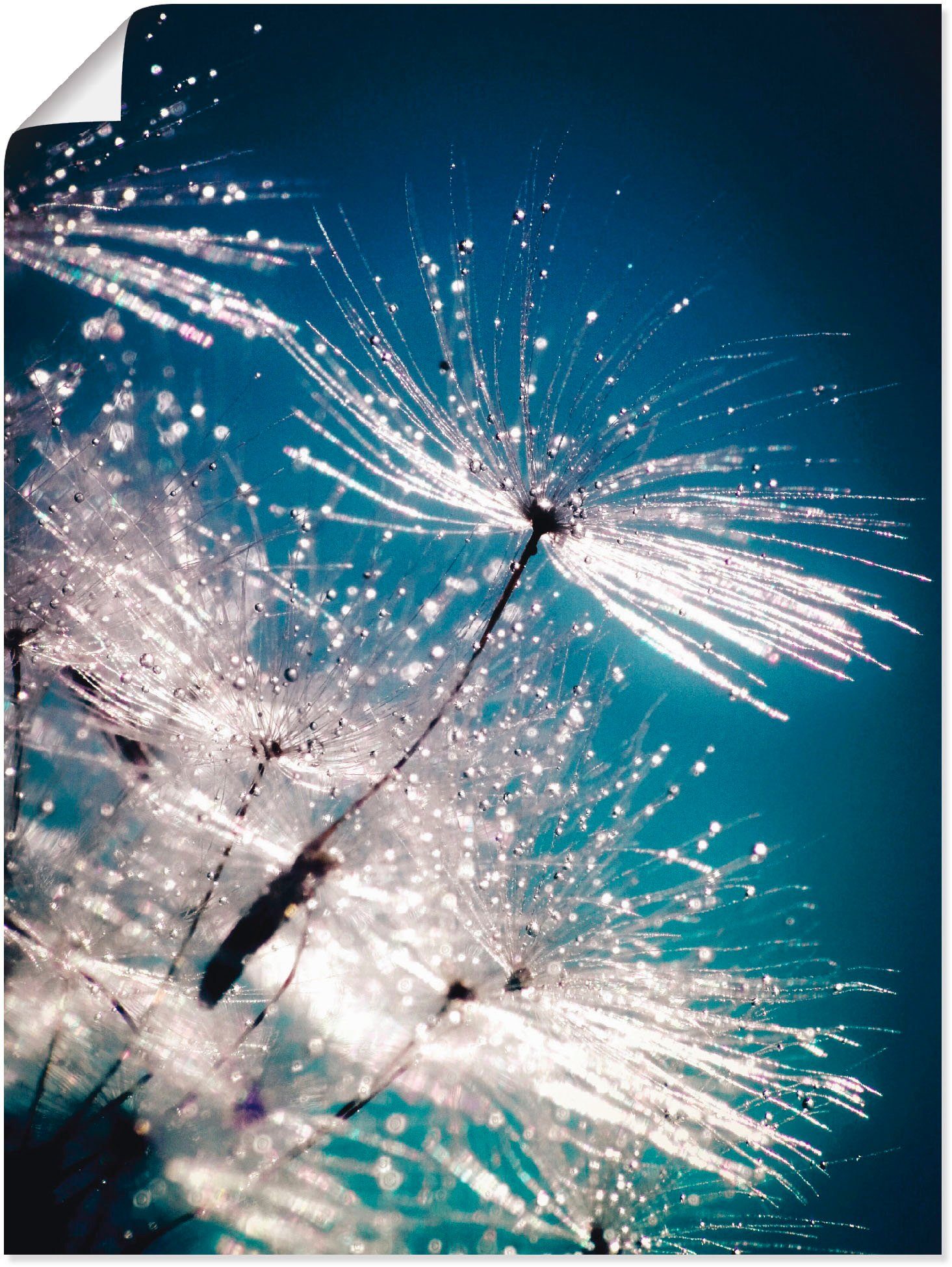 Wandbild Kristallschirmchen, Wandaufkleber in oder Alubild, als Poster St), Blumen versch. Größen Pusteblume Artland (1 Leinwandbild,