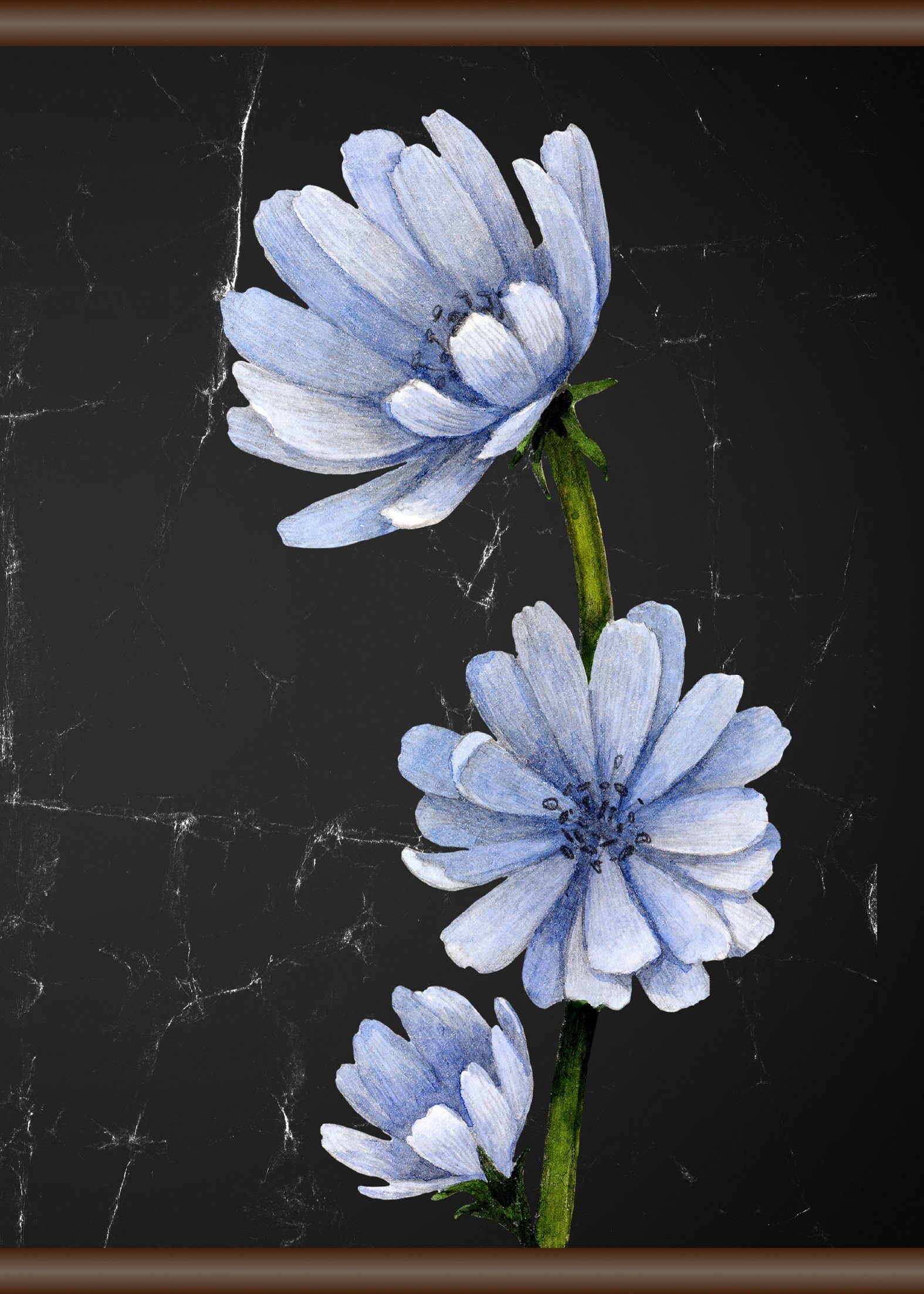 50x70 queence cm Leinwandbild Blüte, Blaue