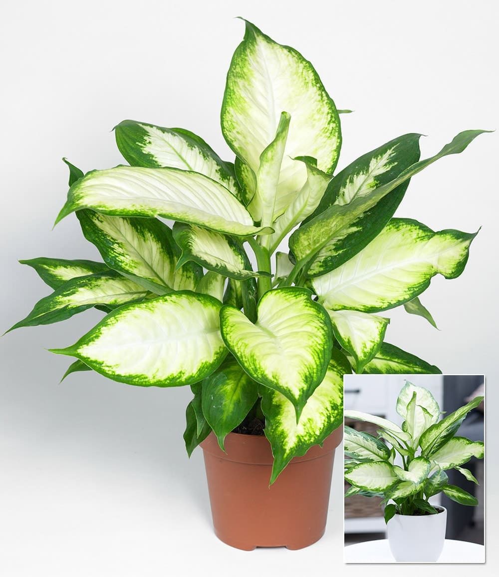 BALDUR Garten Zimmerpflanze Dieffenbachie 'Camilla', 1 St., Dieffenbachia, pflegeleicht – Bild 2 von 2