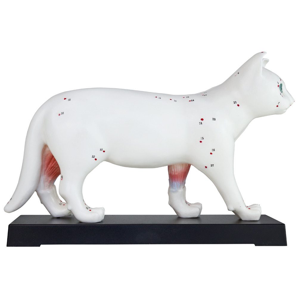MedMod Dekoobjekt Akupunktur Anatomie Figur TCM Modell Katze Tier Muskelmodell