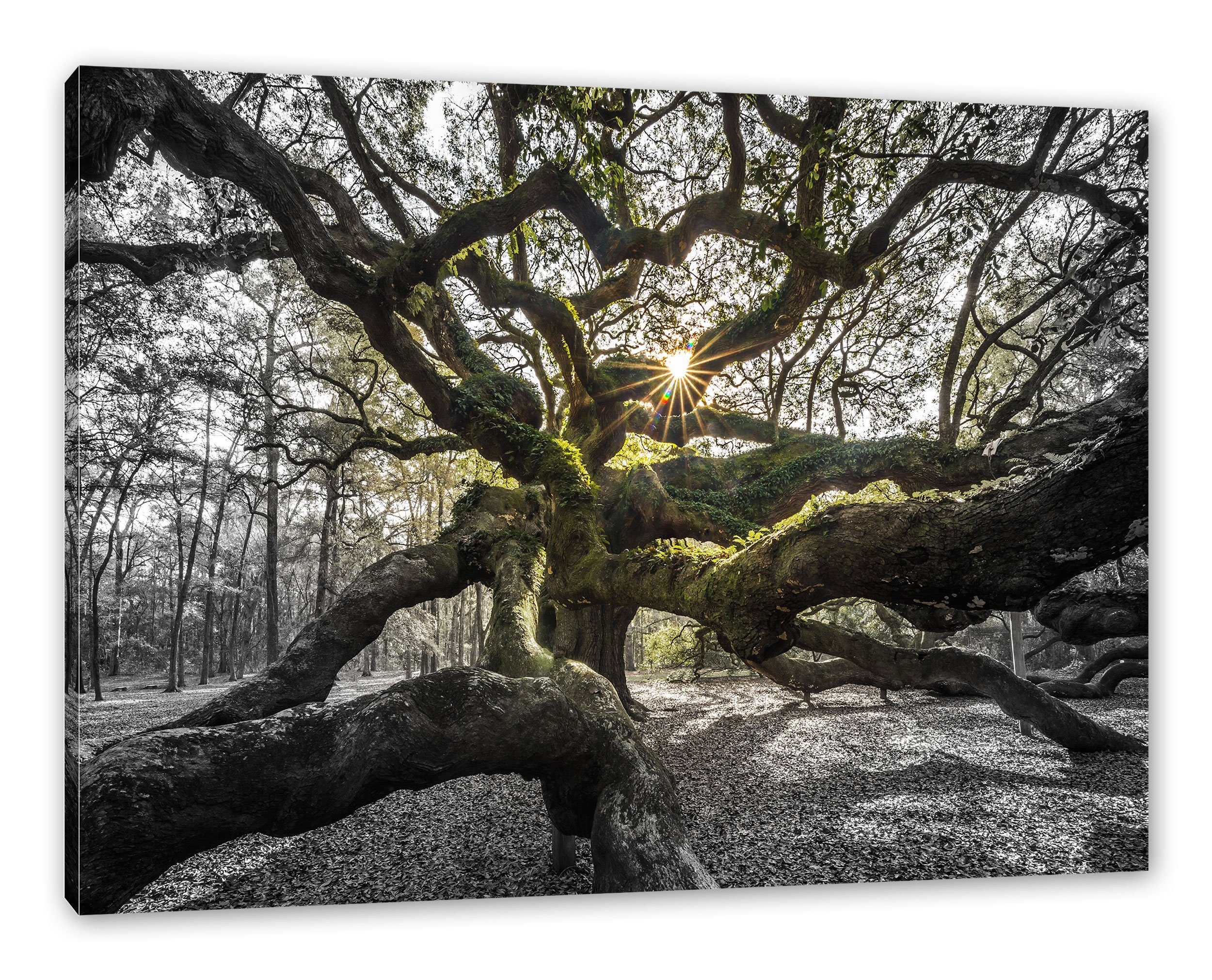 gigantisch Zackenaufhänger Baum Baum, St), (1 inkl. verzweigter Leinwandbild Pixxprint verzweigter bespannt, fertig gigantisch Leinwandbild