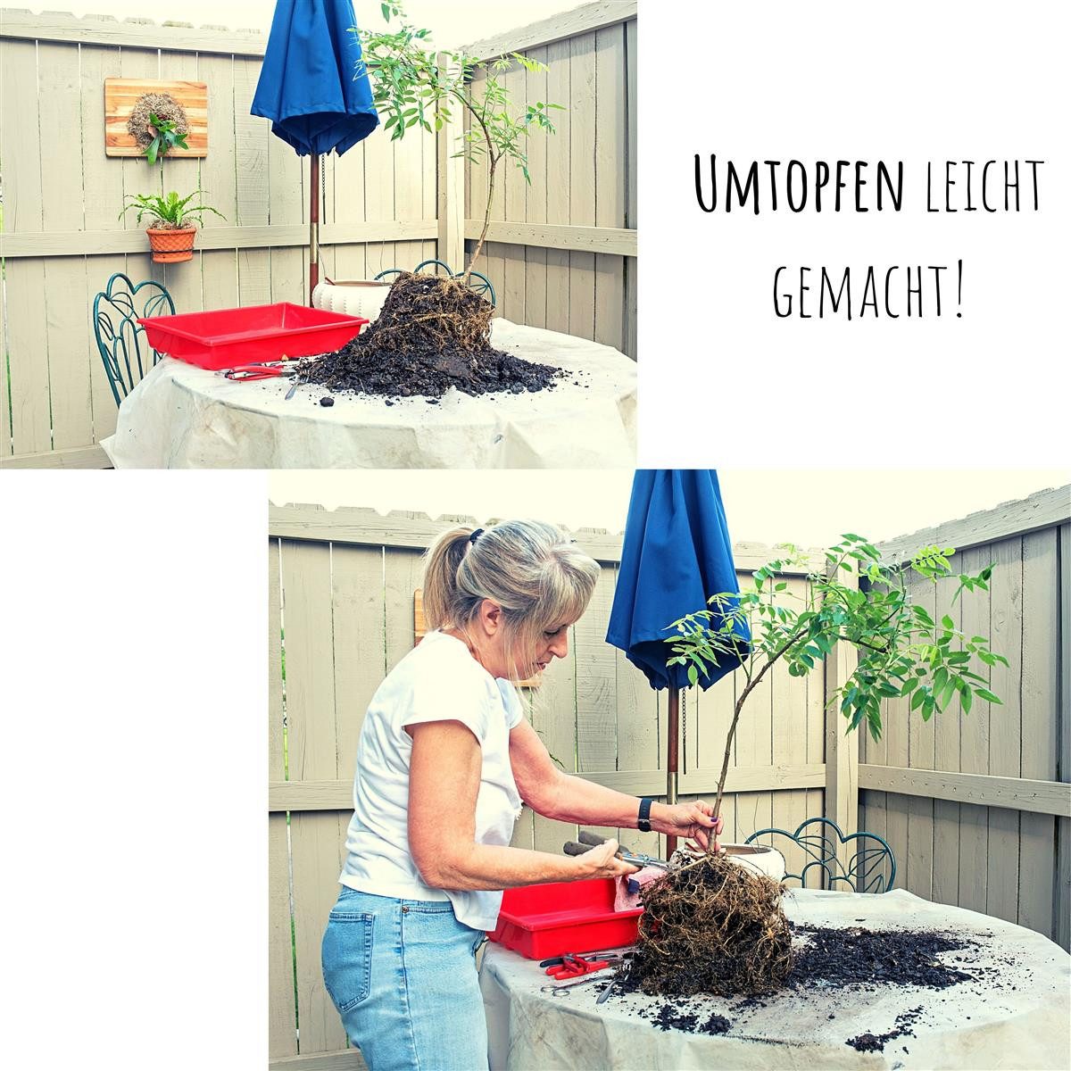 HappySeed Blumensamen Außergewöhnliche Bonsai Samen mit hoher Keimrate - Wüstenrose, Bonsaifähig – Bild 5 von 5