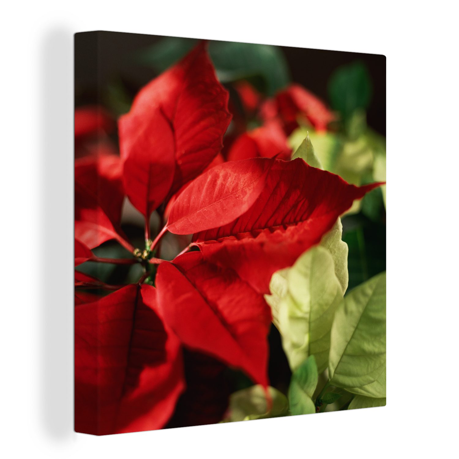 OneMillionCanvasses® Leinwandbild Christrose - Weihnachtsblume, (1 St), Leinwand Bilder für Wohnzimmer Schlafzimmer