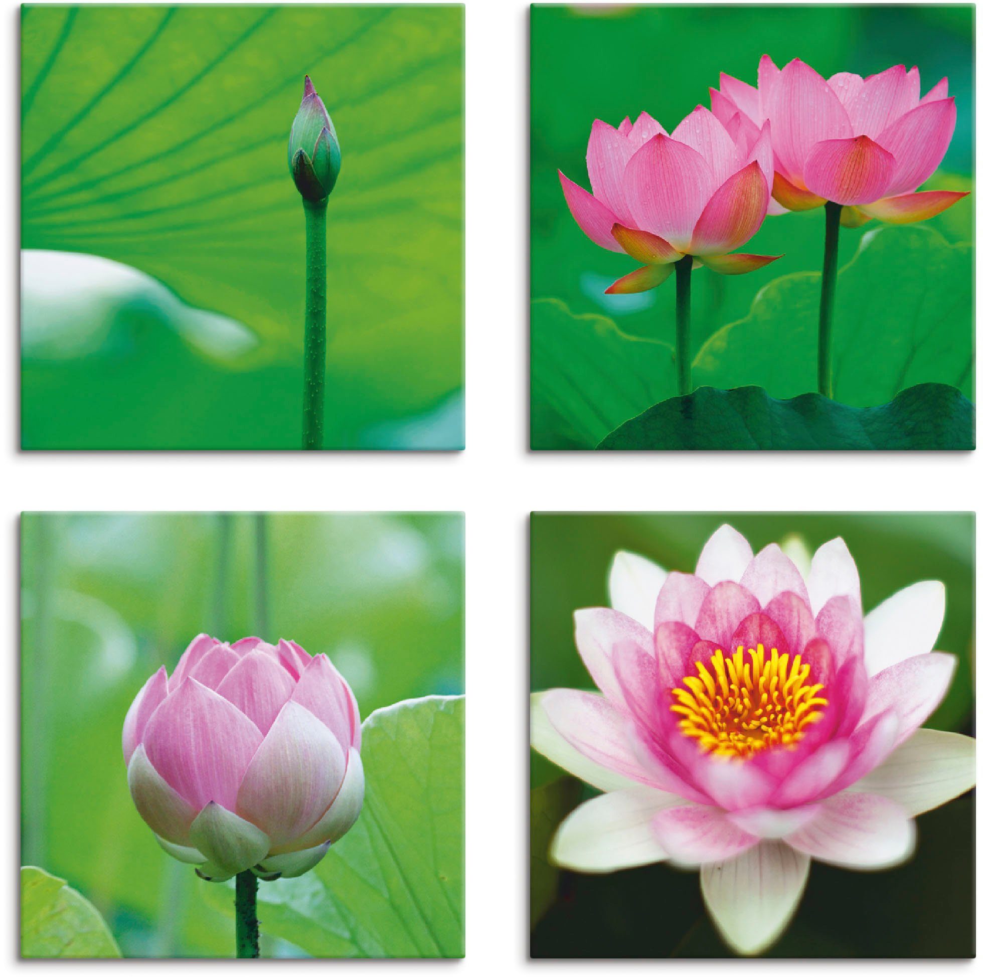 Artland Leinwandbild Lotusblumen Motive, (4 verschiedene Größen Set, Blumen 4er St)