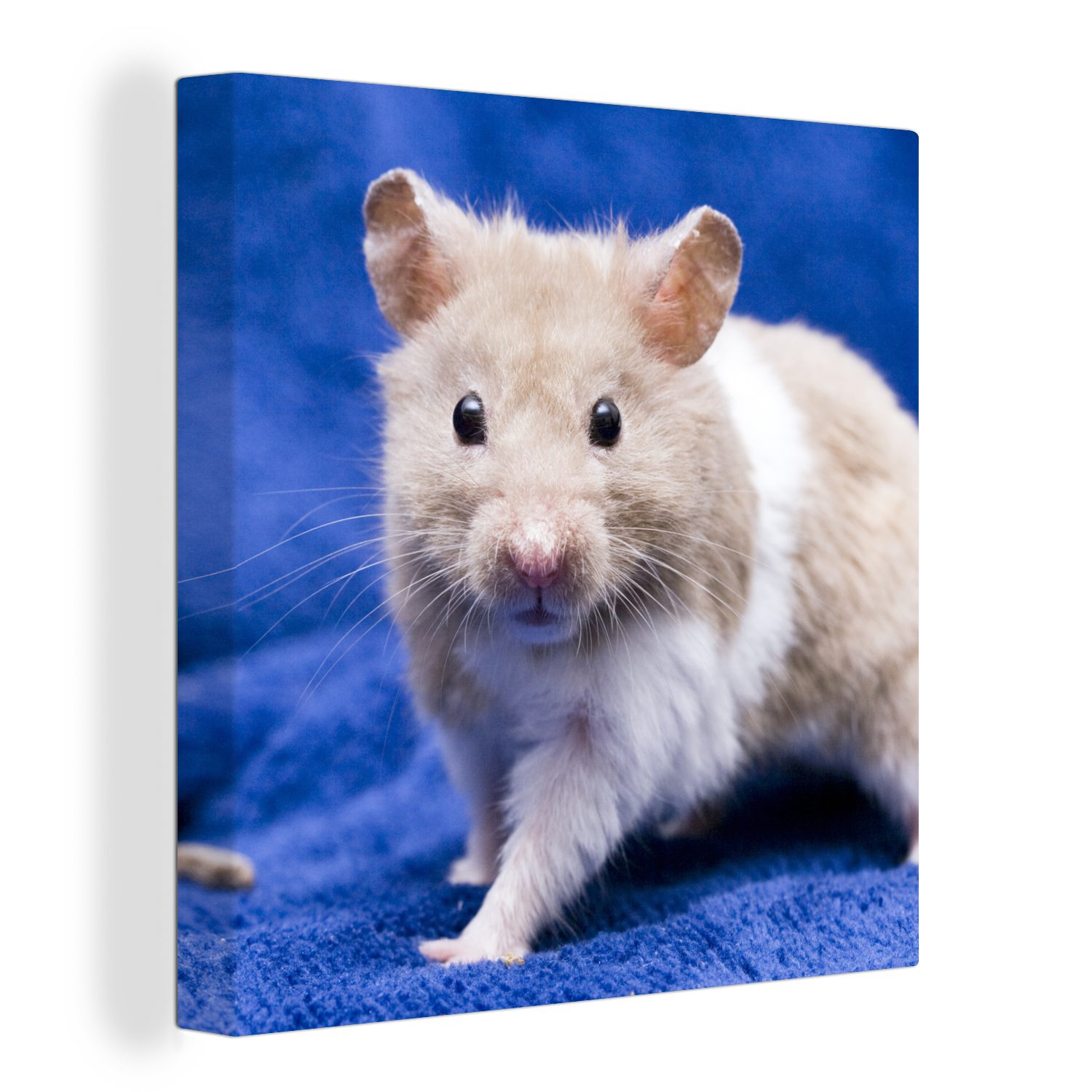 OneMillionCanvasses® Leinwandbild Syrischer Hamster, (1 St), Leinwand Bilder für Wohnzimmer Schlafzimmer