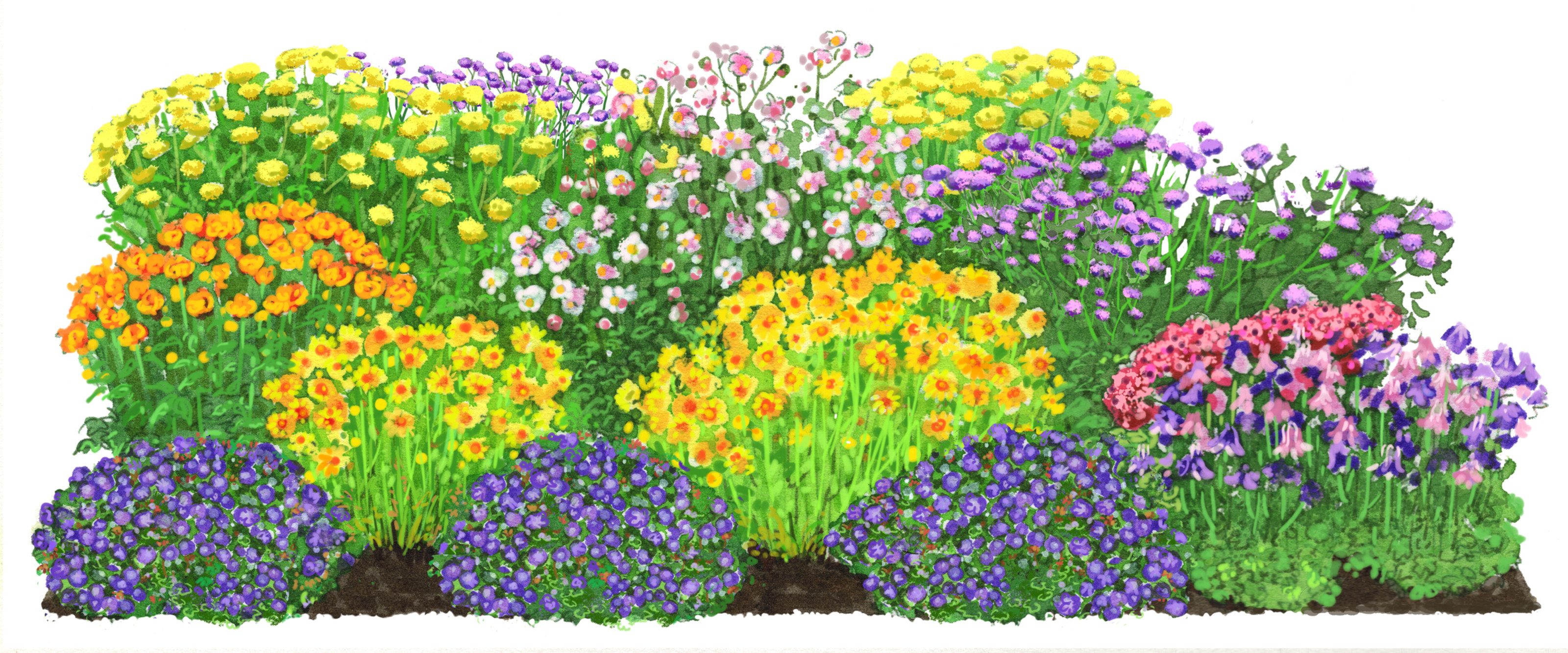 Dehner Staude Bio Stauden-Set Es wird durchgeblüht, Größe je 3-20 cm, je 3x 8 verschiedene Gartenstauden, insgesamt 24 mehrjährige Pflanzen