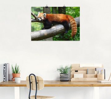 Artland Wandbild Roter Panda, Wildtiere (1 St), als Poster, Wandaufkleber in verschied. Größen