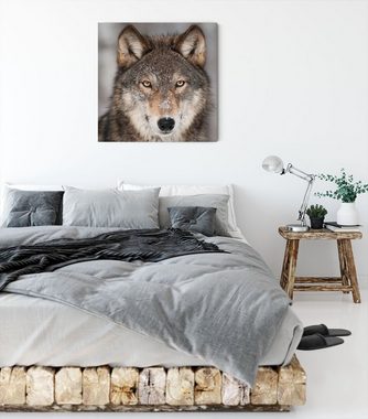 Pixxprint Leinwandbild Wachsamer Wolf, Wachsamer Wolf (1 St), Leinwandbild fertig bespannt, inkl. Zackenaufhänger