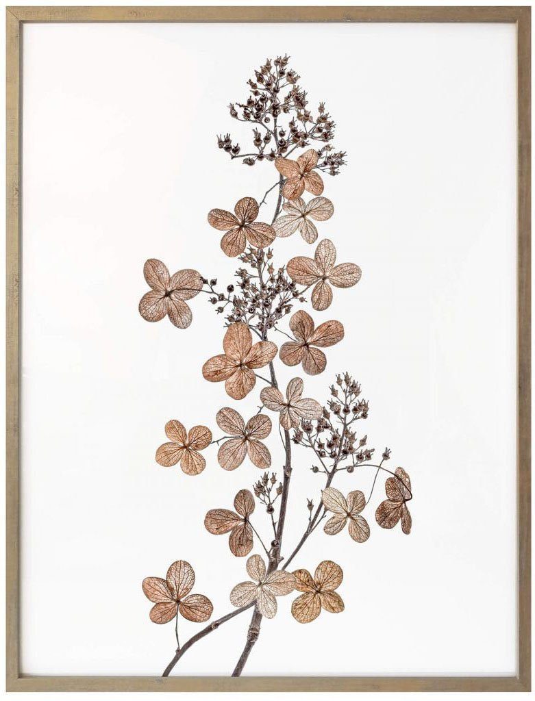 Wall-Art Poster Hortensie, (1 St) Blumen