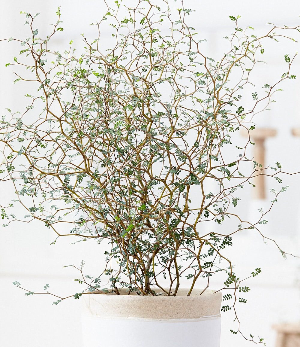 BALDUR Garten Zimmerpflanze Maori® Sophora Cotoneaster 'Little Baby', 1 St., Strukturpflanze, duftend, pflegeleicht