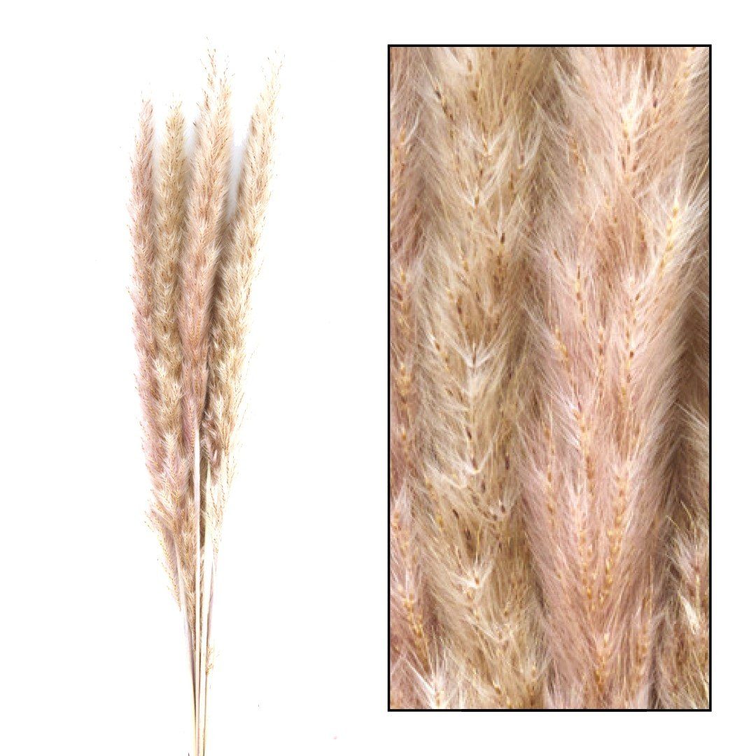 Trockenblume Fluffiges Pampasgras light rose 24 Stiele ca. 60cm, meinvipsho günstig online kaufen