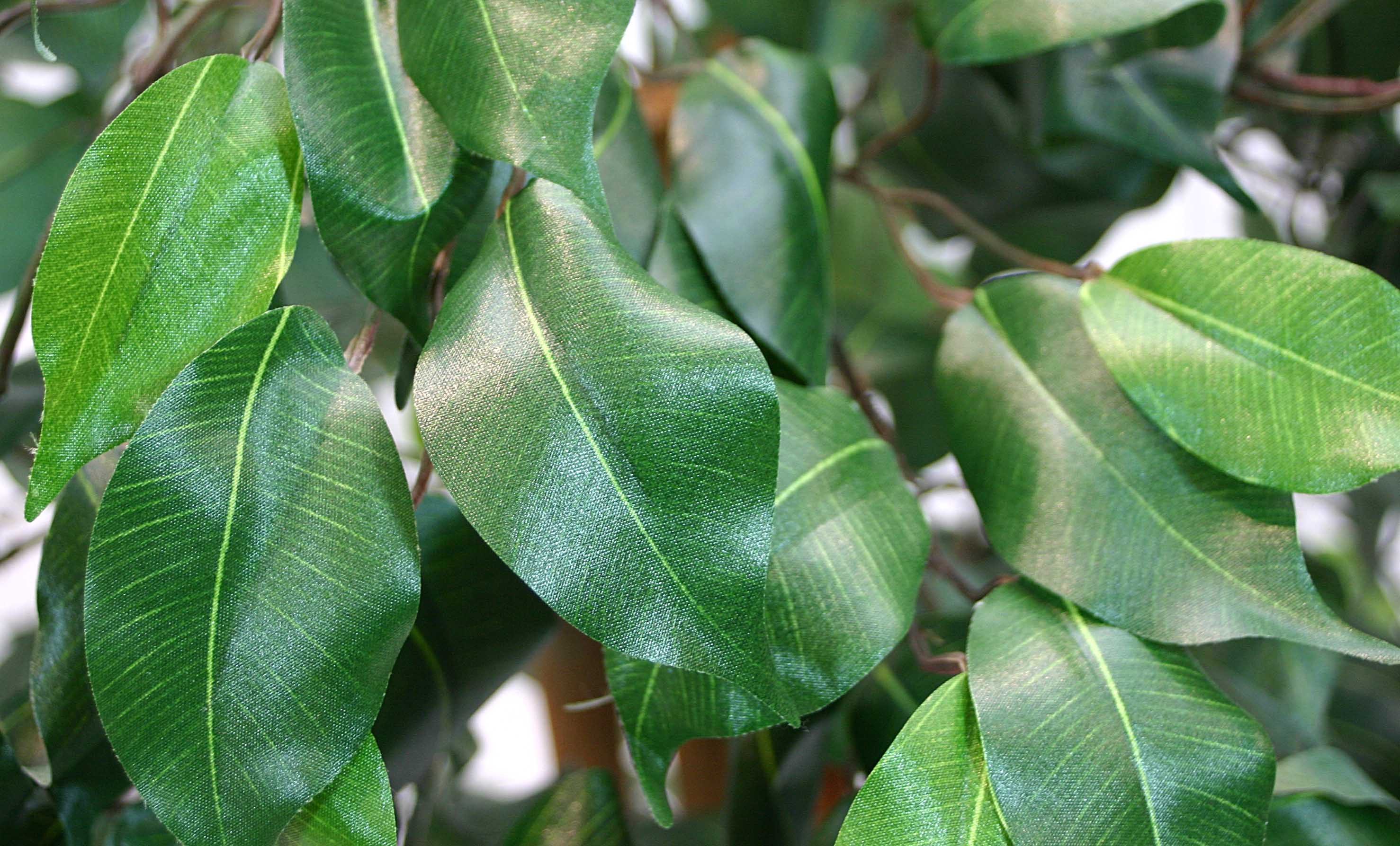 Kunstbaum Ficus Excotica 120cm DA Kunstbaum Baum Kunstpflanzen künstliche B günstig online kaufen