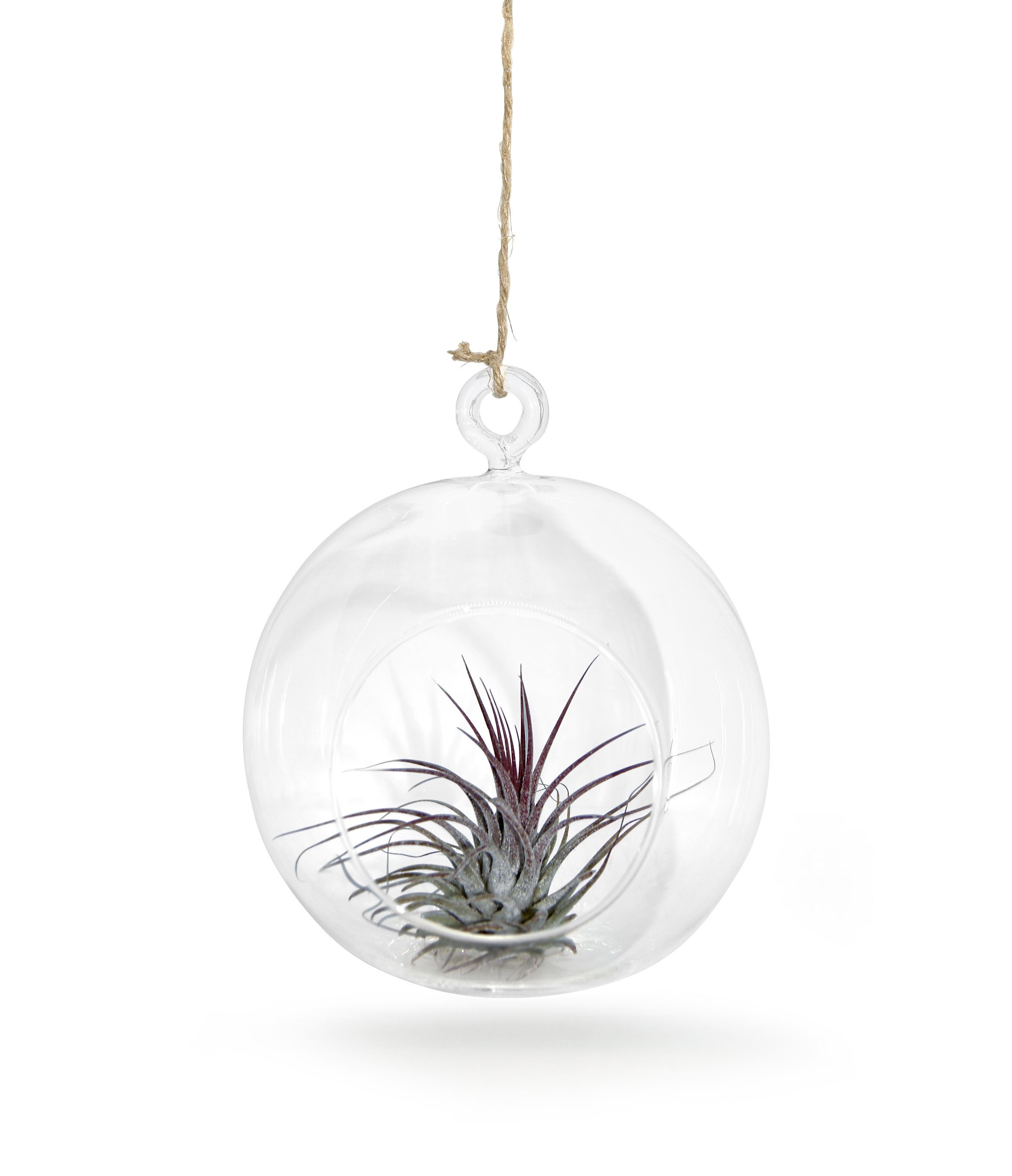 einer Ø jeweils 2er 2er echten mit Tillandsia) Set mit Glaskugel 12cm Hängedekoration & meinvipshop Ø Glaskugeln Set (Set, 10cm Tillandsien