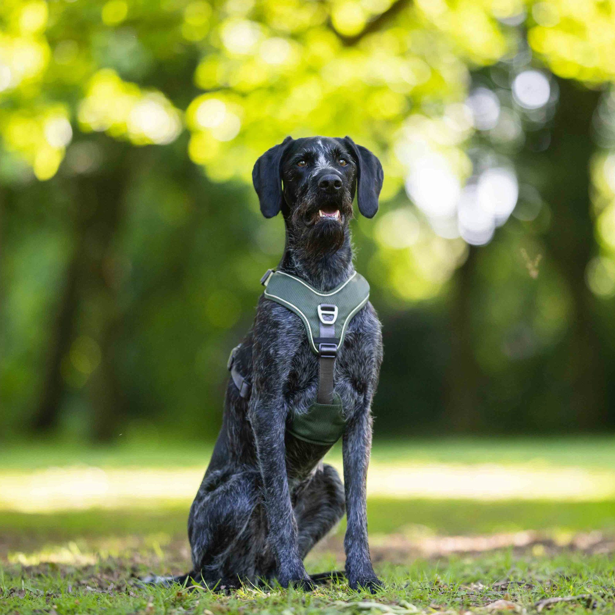 Wolters Hunde-Geschirr Active Pro Comfort Hundegeschirr, grün / anthrazit
