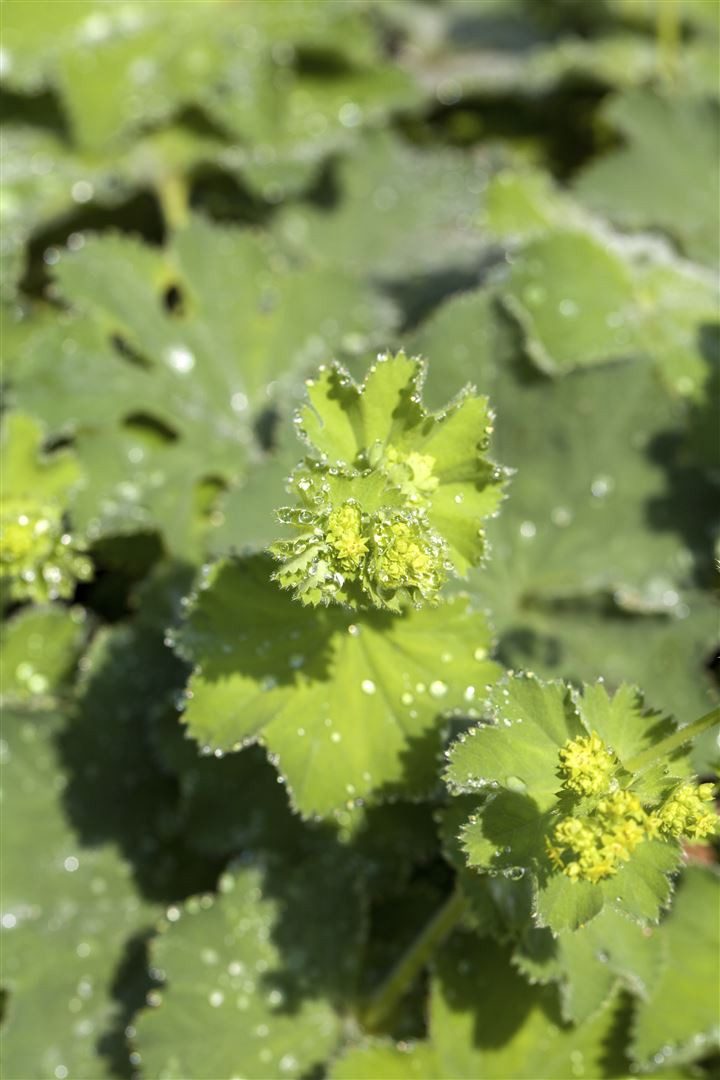 Pflanzen für Dich Staude Alchemilla mollis Thriller, 1 St., Frauenmantel