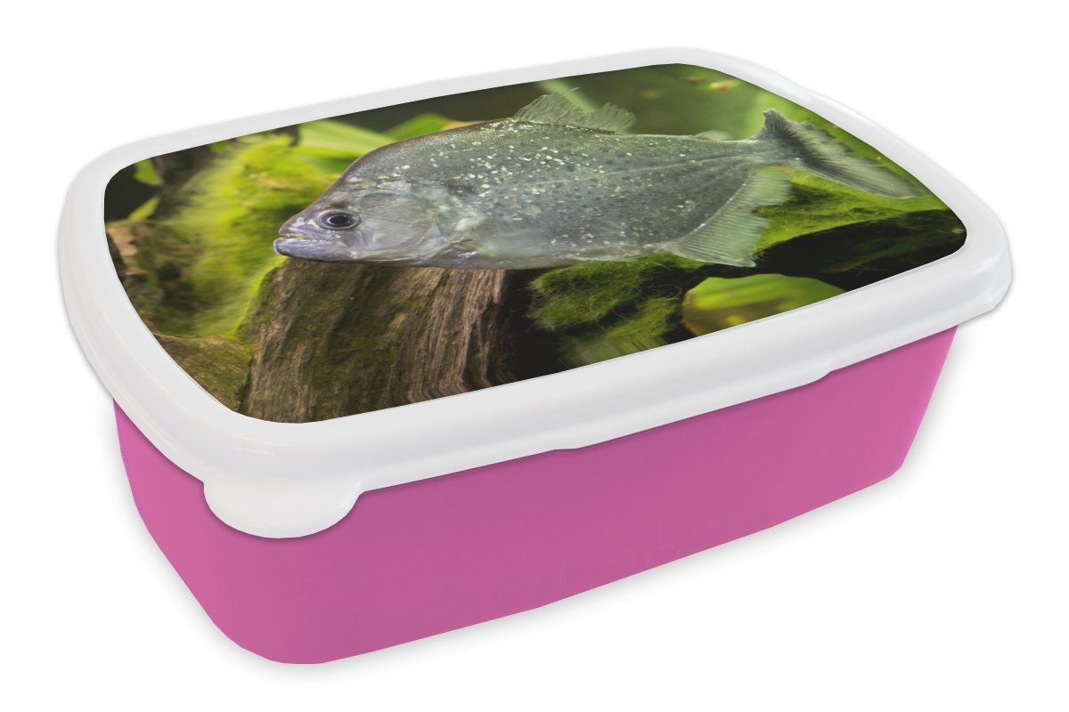 MuchoWow Lunchbox Fisch - - Fisch, Brotdose Kunststoff, Kunststoff Snackbox, Grün (2-tlg), Kinder, rosa Brotbox Erwachsene, Mädchen, für