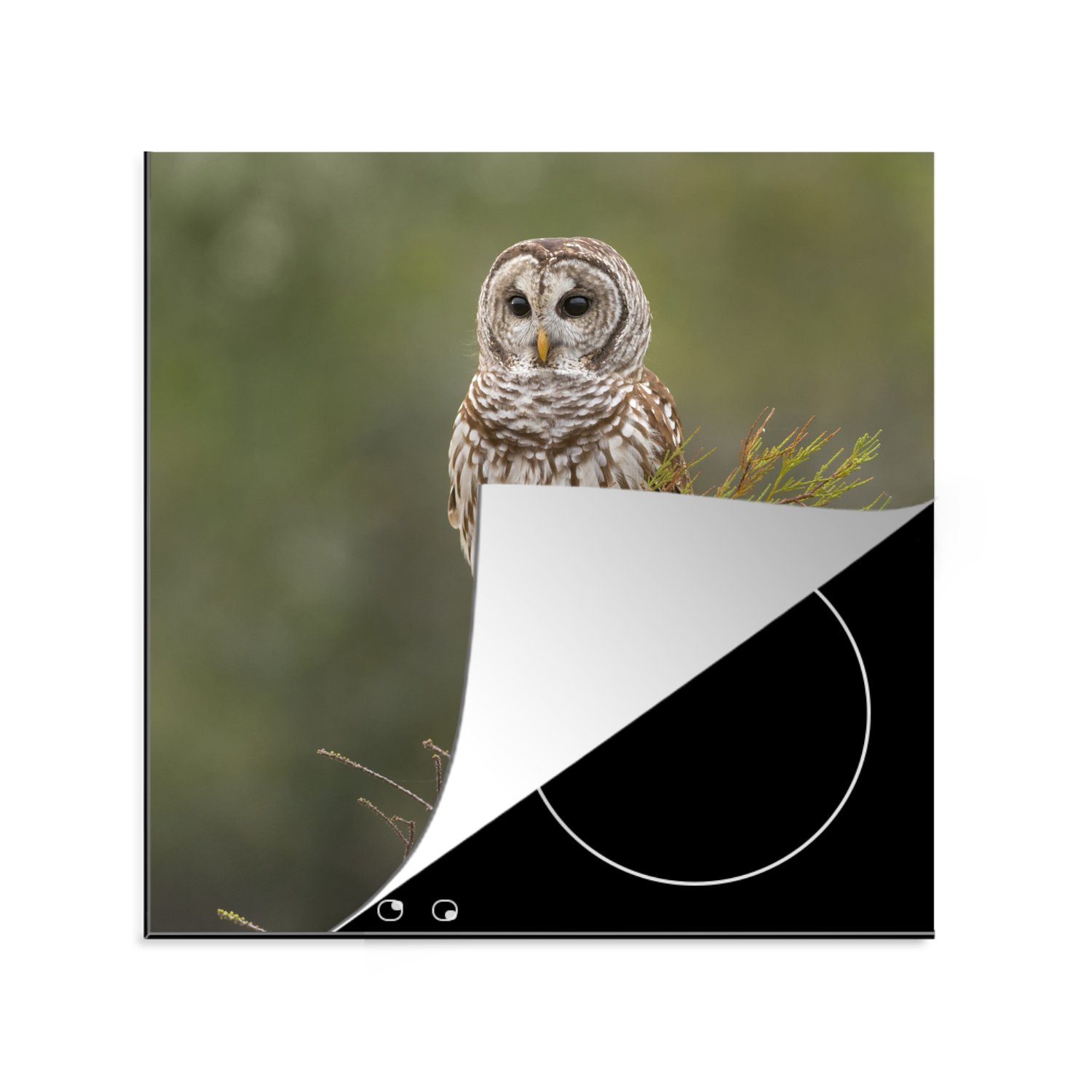 küche - tlg), (1 Zweig, cm, Ceranfeldabdeckung, für Arbeitsplatte Vogel Eule 78x78 Vinyl, Herdblende-/Abdeckplatte - MuchoWow