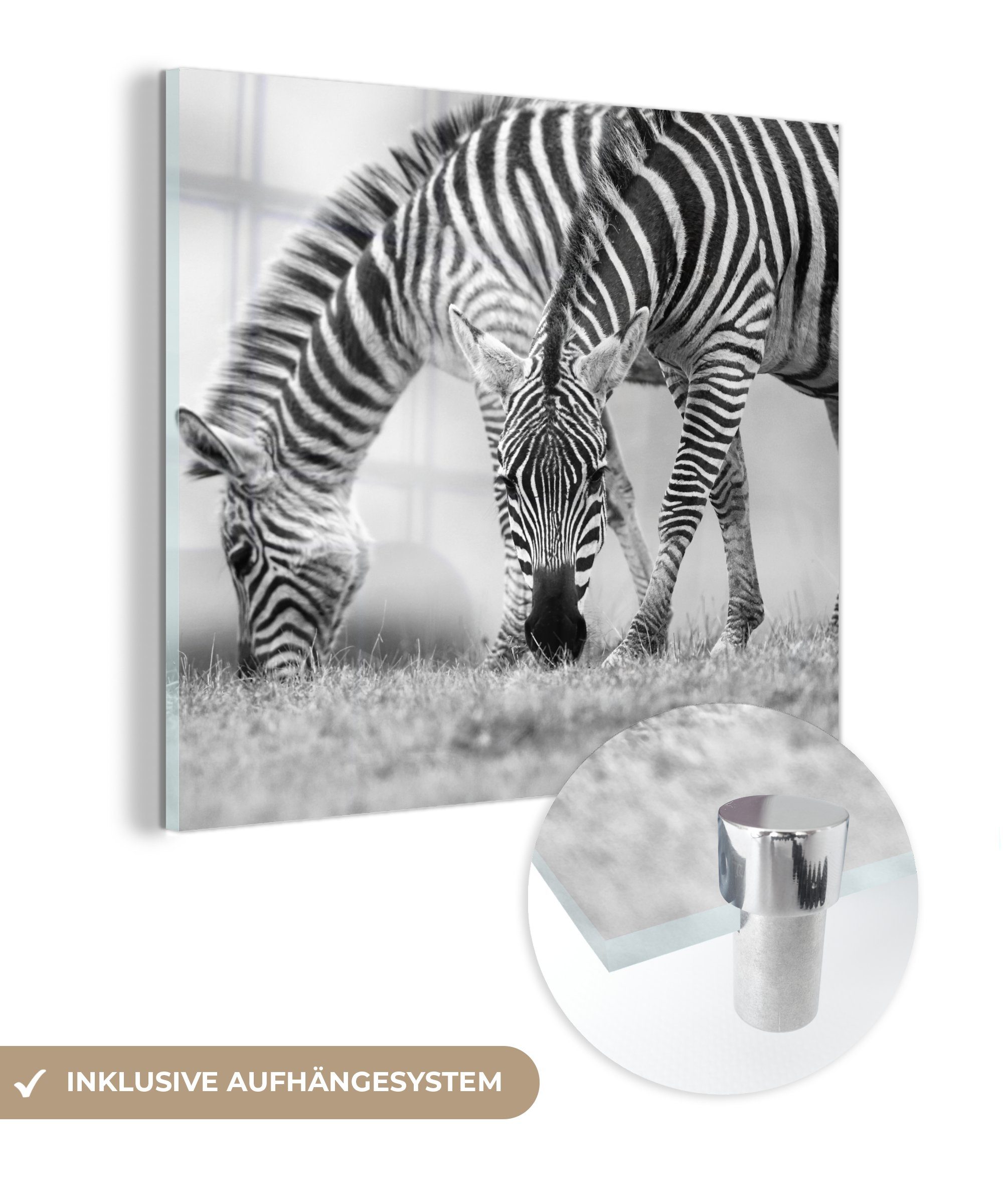 - (1 St), - MuchoWow Weidende Foto Glasbilder Glas Acrylglasbild Wanddekoration - Bilder Glas auf Zebras, Wandbild auf
