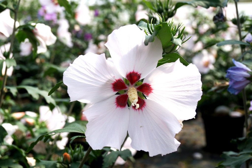 Garten von Ehren Zierstrauch Hibiskus Mathilda Containerware 60-100 cm