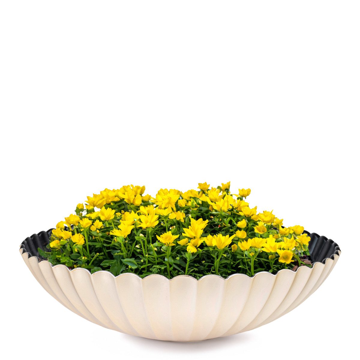 matches21 HOME & HOBBY Blumentopf Dekoschale runde Pflanzschale für draussen champagner gold 35 cm (1 St), Blumen-Schale als wetterfeste Friedhof-Schale Grab-Schmuck Grabschale