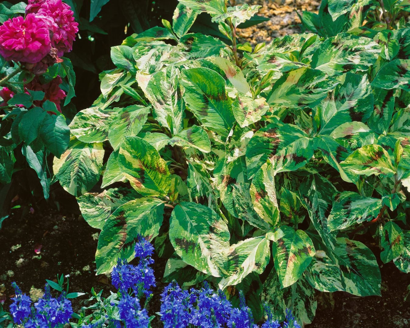 Pflanzen für Dich Staude Persicaria filiformis Painter's Palette, 1 St., Kerzenknöterich, Schlangenknöterich