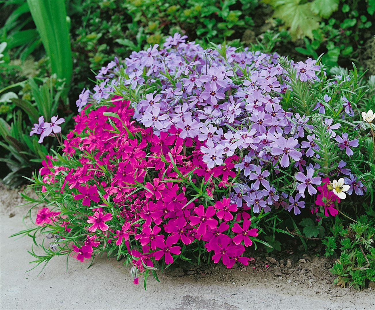 Pflanzen für Dich Bodendecker Phlox sub. Atropurpurea, 1 St., Polsterphlox, Teppichphlox, purpurrot, teppichbildend