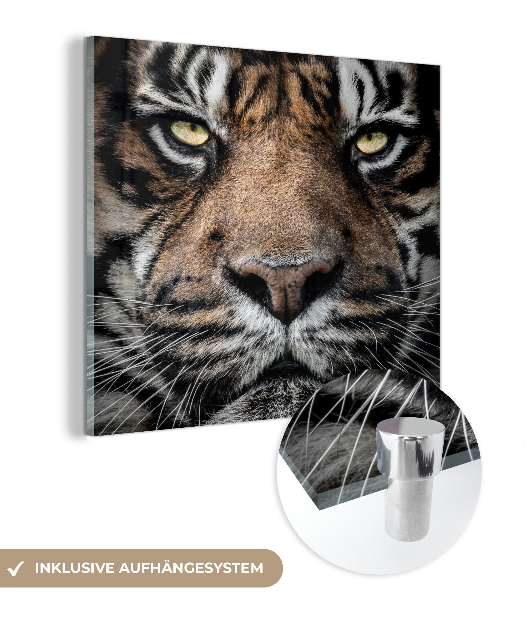 MuchoWow Acrylglasbild Porträt-Tiger auf Wanddekoration - - - Hintergrund, Bilder Glas Wandbild Foto schwarzem Glas (1 St), Glasbilder auf auf