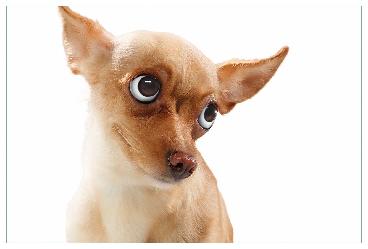 Wallario Küchenrückwand Lustiger Hund mit fliegenden Ohren, (1-tlg)