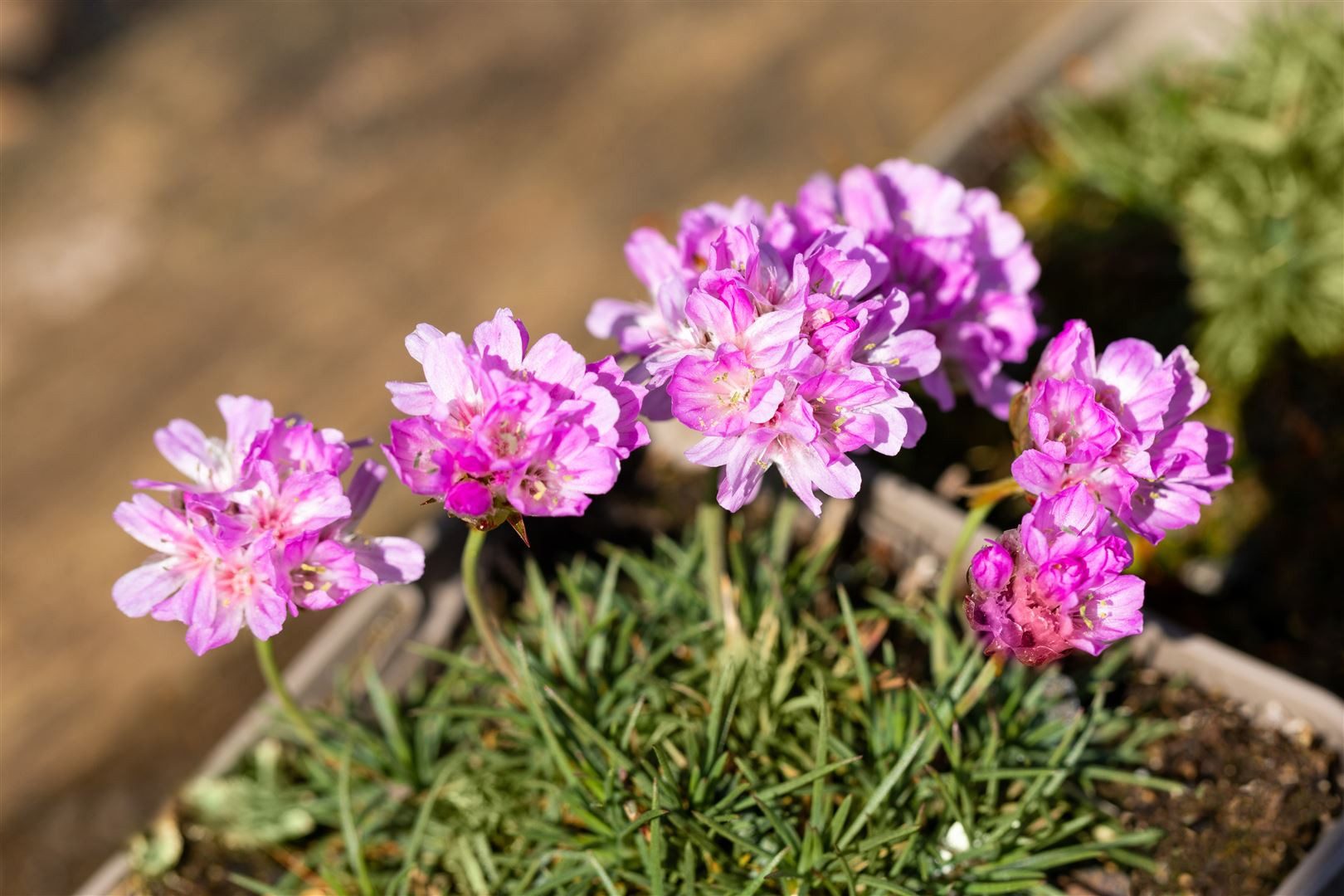 Pflanzen für Dich Staude Armeria juniperifolia, 1 St., Grasnelke, Grasblättrige Grasnelke – Bild 4 von 4