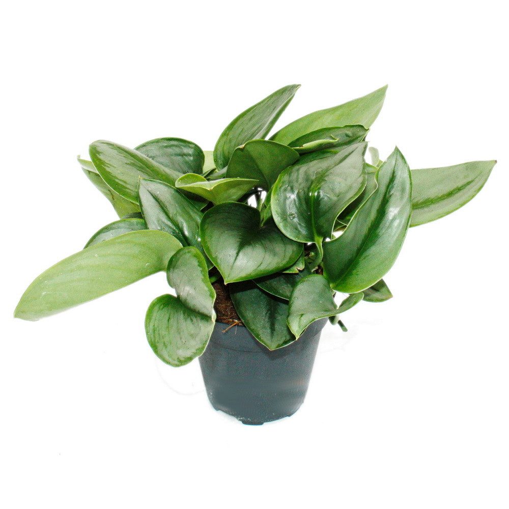 Exotenherz Zimmerpflanze Mondschein-Efeutute - Scindapsus pictus 'Moonlight' - 12cm Topf