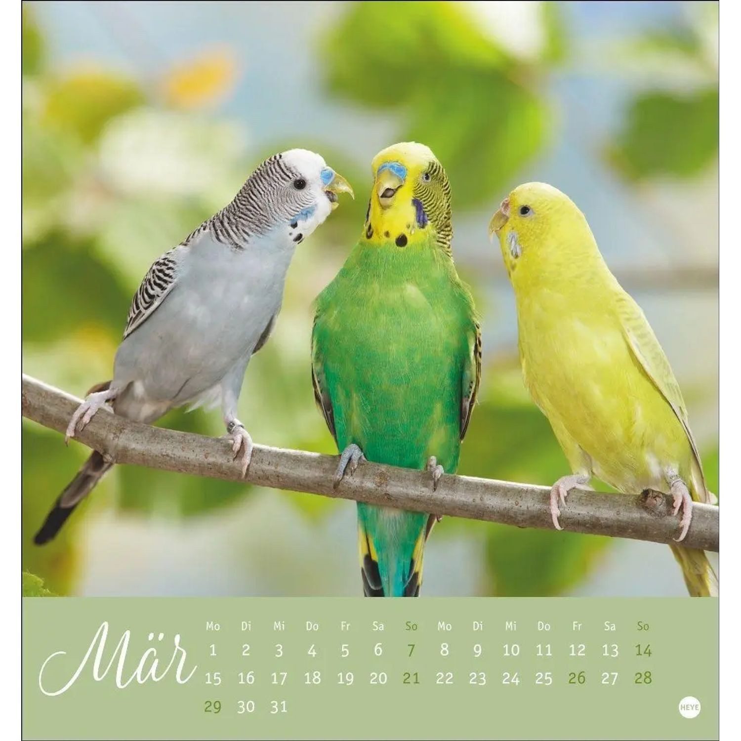 HEYE Wandkalender Freche Wellensittiche Postkartenkalender 2027 – Bild 5 von 5