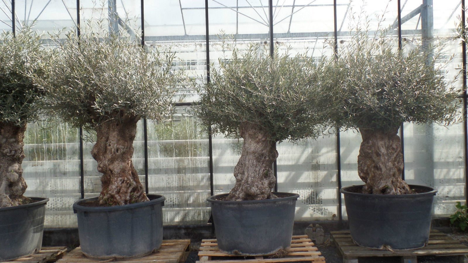gruenwaren jakubik Olivenbaum uriger, alter Olivenbaum, knorrige Olive 100 Jahre, winterhart