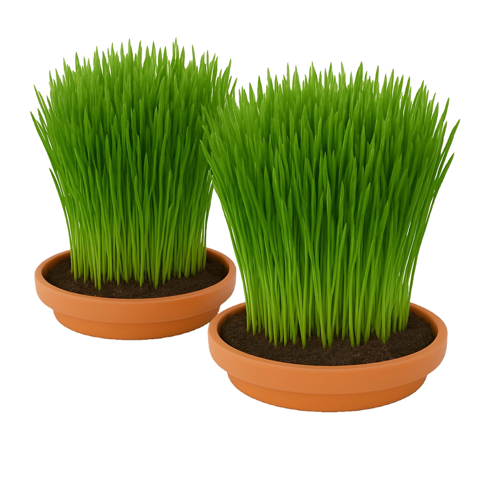 CULTZEN Katzen-Futterautomat Katzengras Anzuchtset, Keramikschalen, Fenster günstig online kaufen