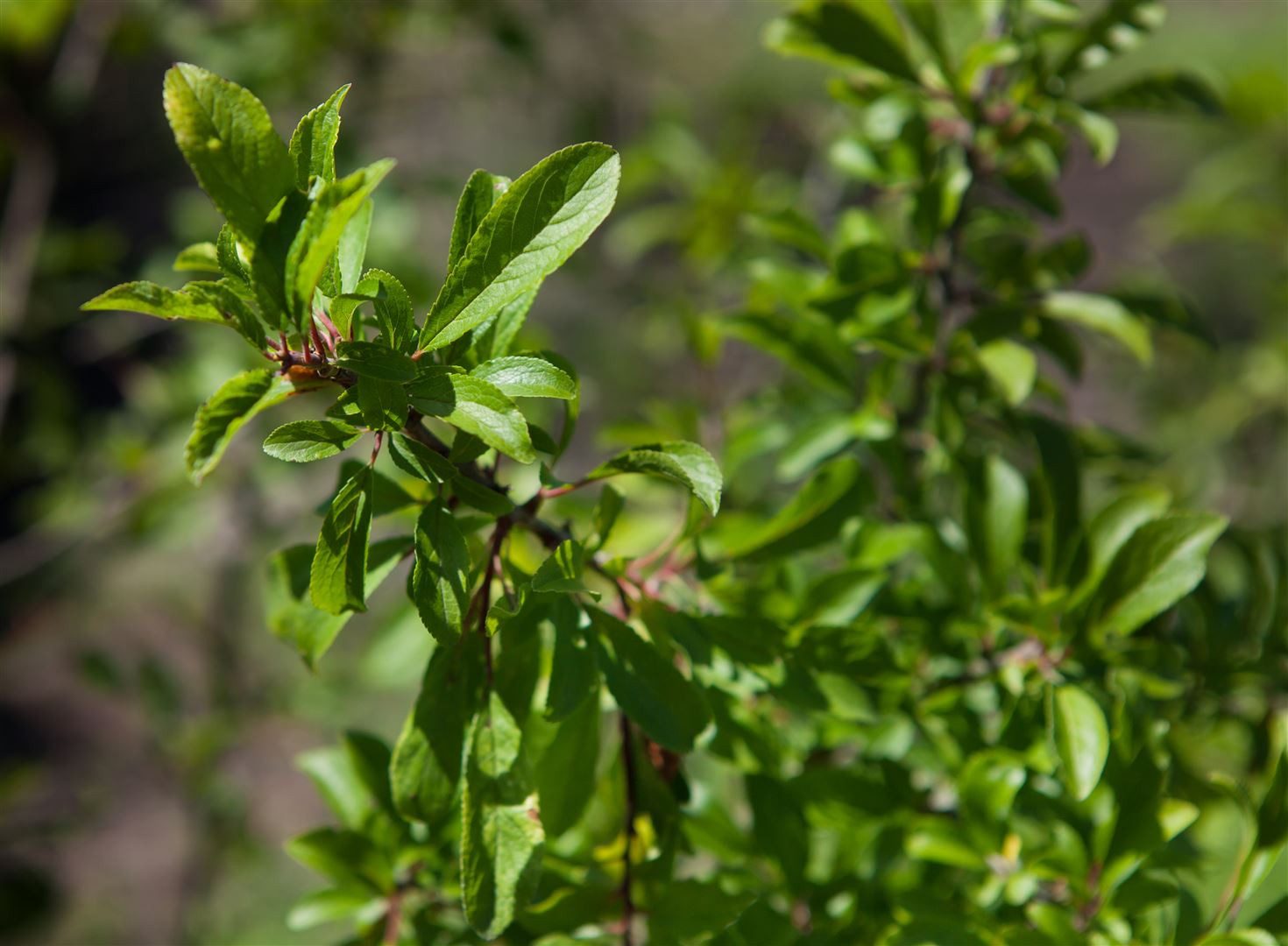 Pflanzen für Dich Gehölze Prunus spinosa, 1 St., Schlehdorn, Schwarzdorn