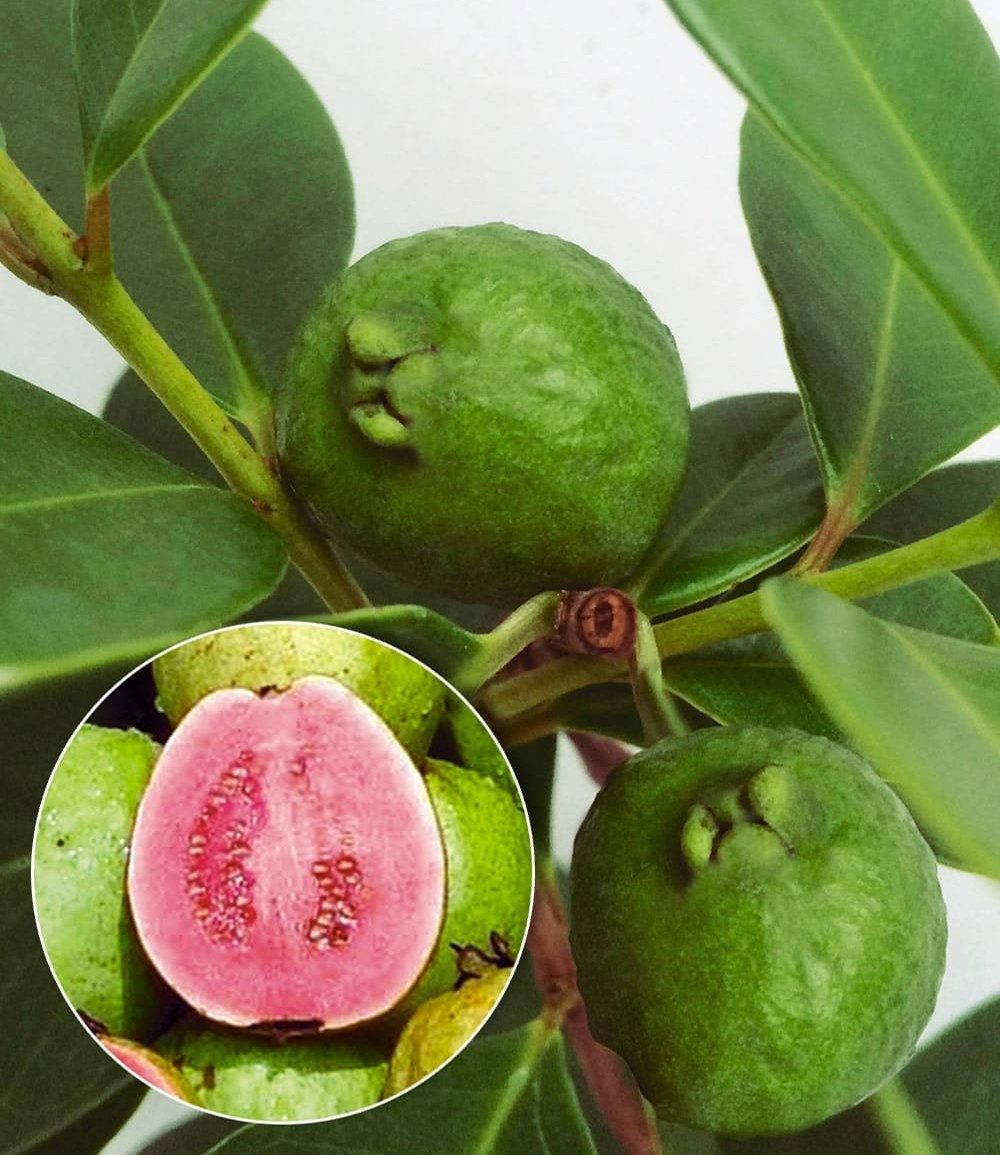 BALDUR Garten Obstpflanze Echte Guave, 1 St., Selbstfruchtend, immergrün, pflegeleicht