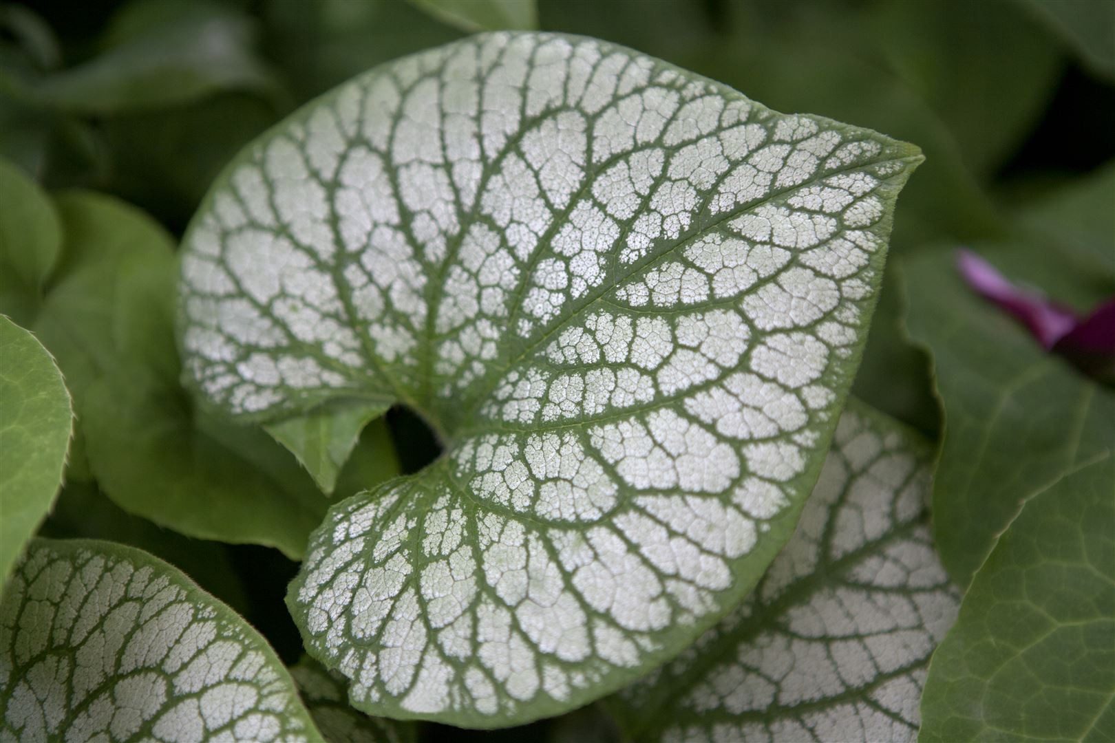 Pflanzen für Dich Staude Brunnera mac. Jack Frost, 1 St., Kaukasusvergissmeinnicht, Großblättriges Kaukasusvergissmeinnicht