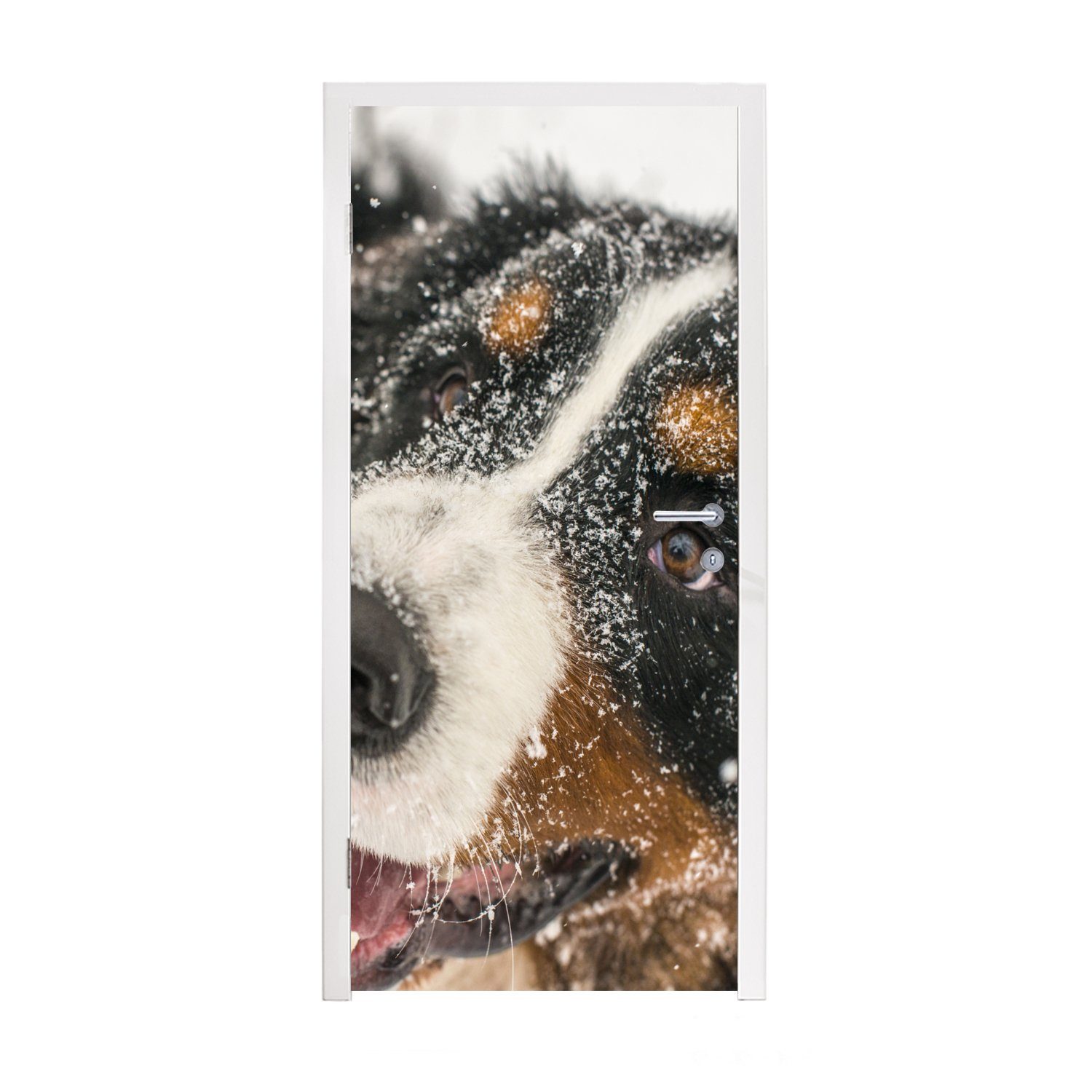 MuchoWow Türtapete Ein Berner Sennenhund unter dem Schnee, Matt, bedruckt, (1 St), Fototapete für Tür, Türaufkleber, 75x205 cm