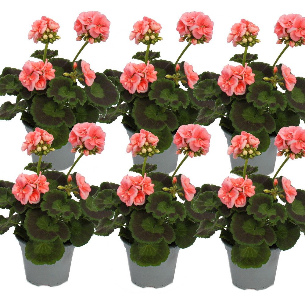 Exotenherz Beetpflanze Geranien stehend Pelargonium zonale ver. Farben 12cm Topf 6 Pflanzen
