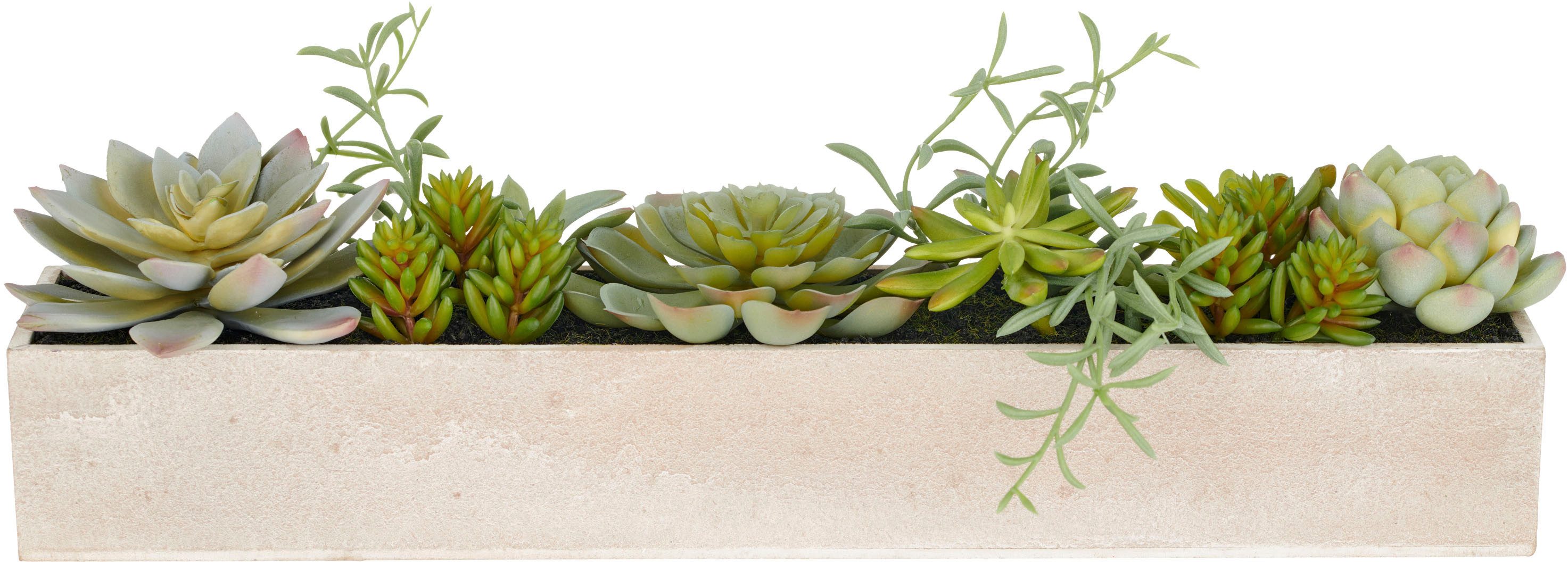 Kunstpflanze Sukkulenten, Creativ green, Höhe 10 cm, mit verschiedenen Sukk günstig online kaufen