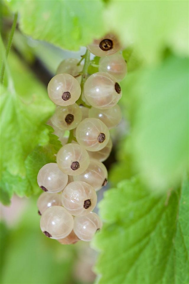 Pflanzen für Dich Obstpflanze Ribes rubrum Weiße Versailler, 1 St., Weiße Johannisbeere, Weiße Versailler-Johannisbeere, weiße beeren, vitaminreich